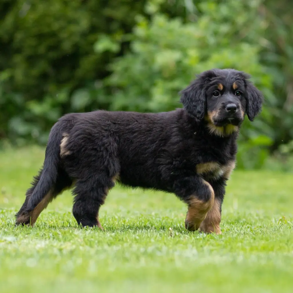 Odysseus